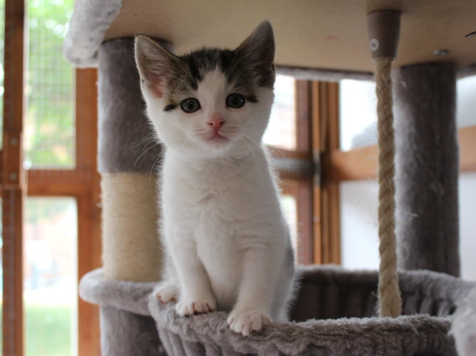 Kittens!