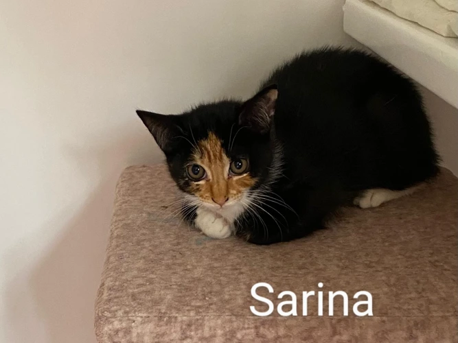 Sarina