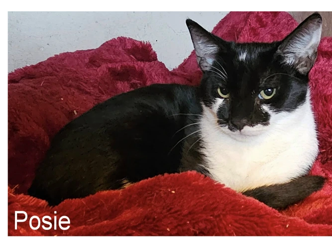 POSIE