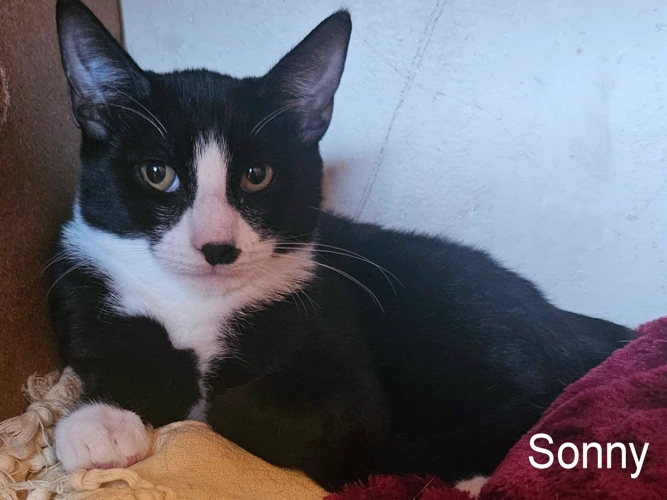 SONNY
