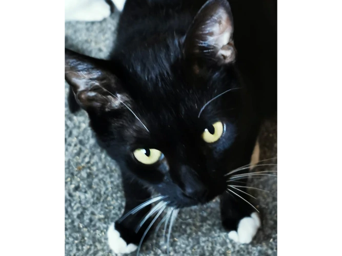 Molly