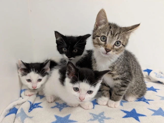 Kittens