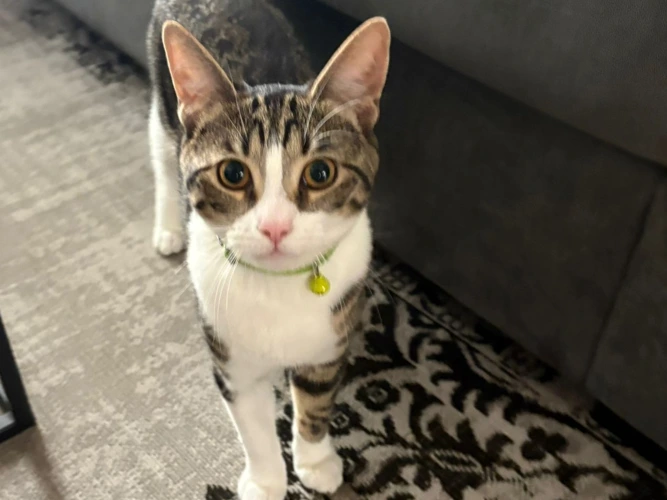 Milo