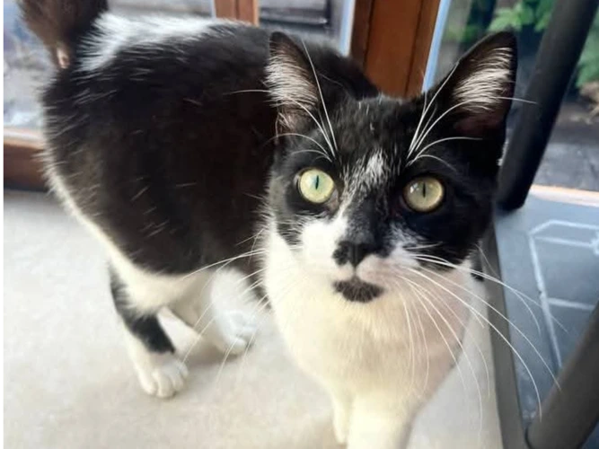 OREO (AC)