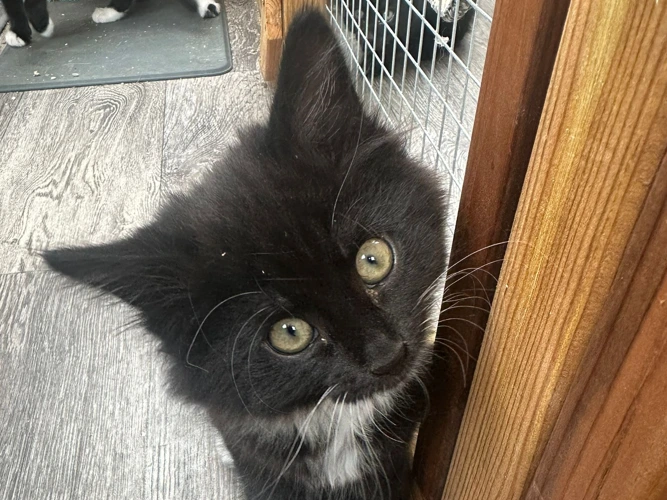 2-month-old Dougie