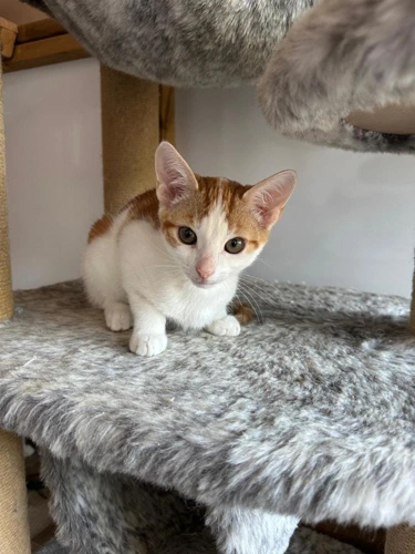 Marmalade