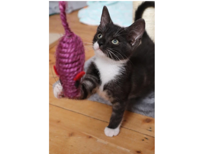 Kitten – Gus