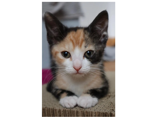 Kittens - Lucy & Rory