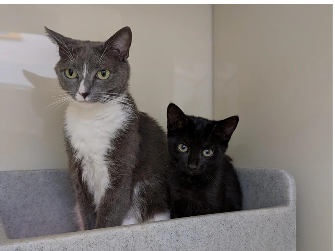 Polly and Kitten