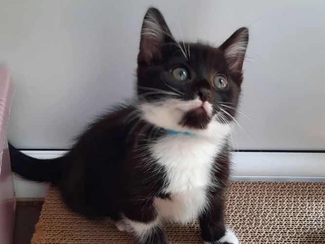 Percy