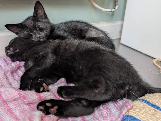 Harry and Ginny - Kittens