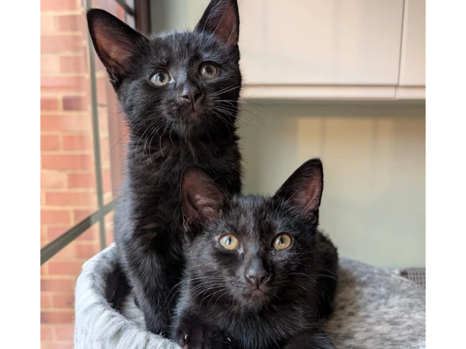 Harry and Ginny - Kittens
