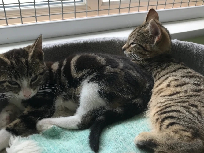 Kittens