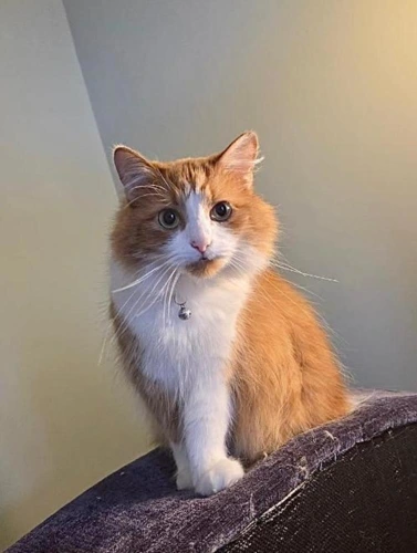 TOFFEE