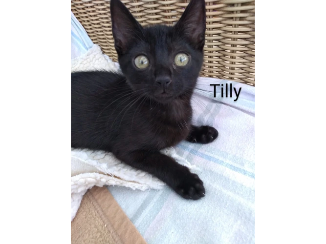 Tilly