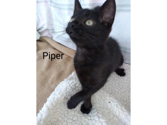 Piper