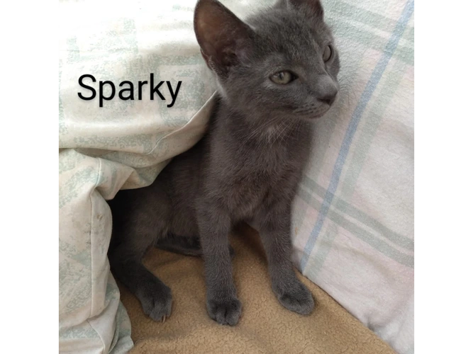 Sparky