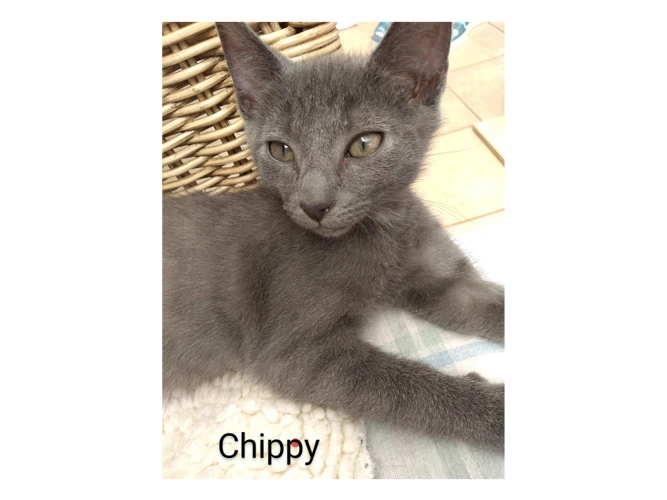 Chippy