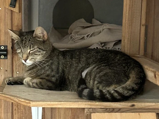2-year-old Luna