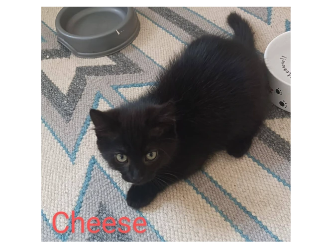 CHEESE