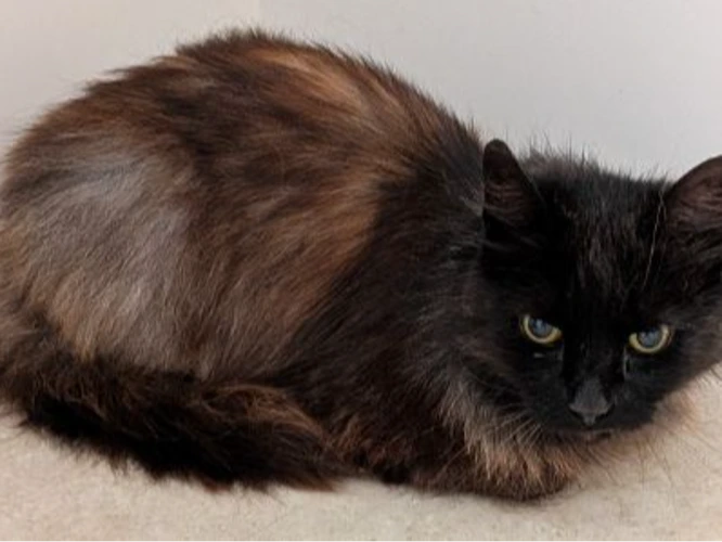MOCHA