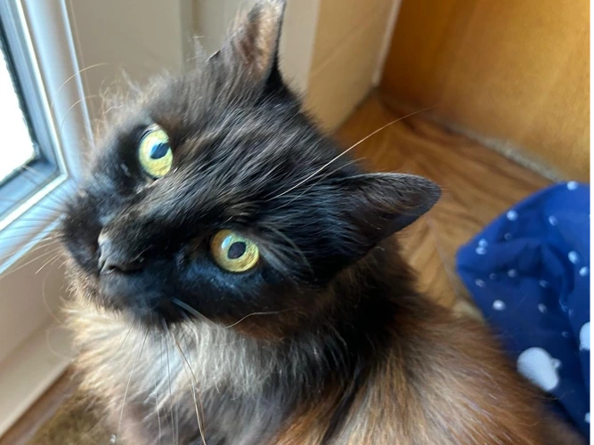 MOCHA