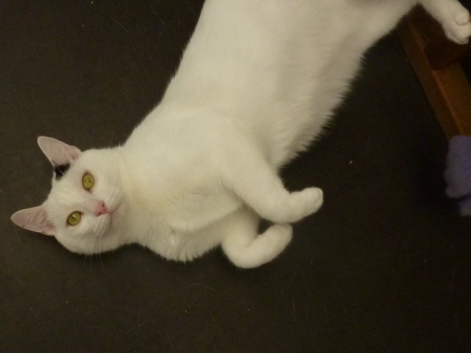 Oscar