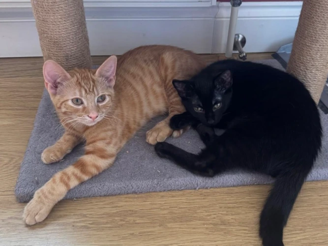 JASPER and Joey
