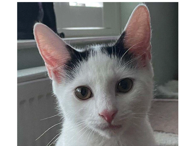 Sammy