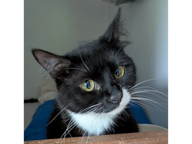 Milo
