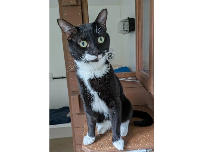 Caspian