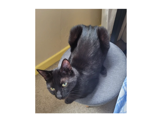 Blackie