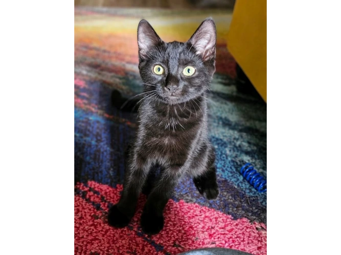 Willow