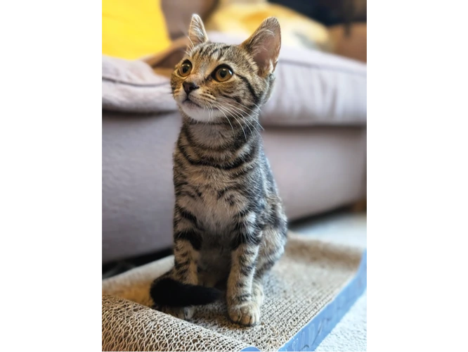 Sylvie