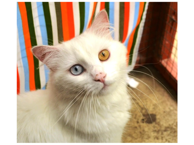 Milo