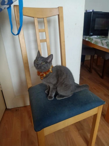 Indie
