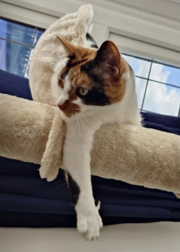 WILLOW