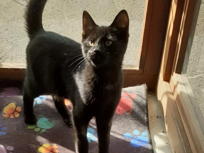Gable - kitten