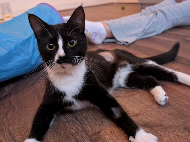 1-year-old Abbey