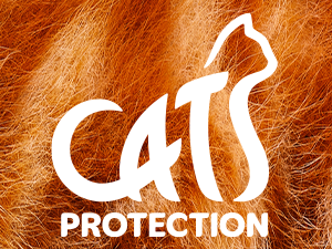 General Adoption Enquiry — Domestic Cat