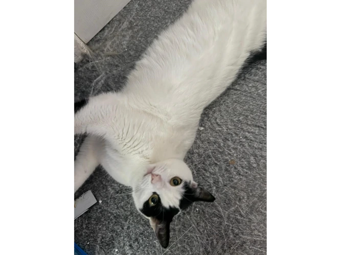 Apollo
