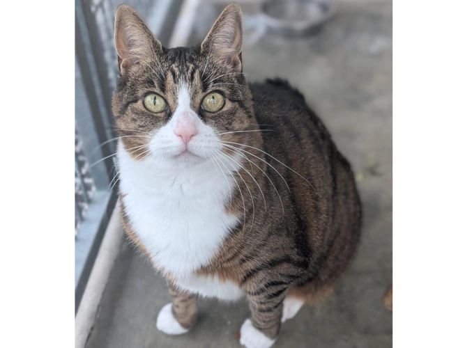 Nala