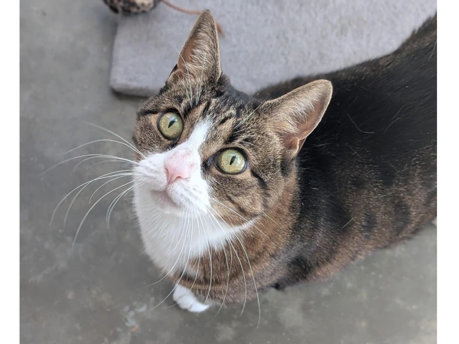 Nala