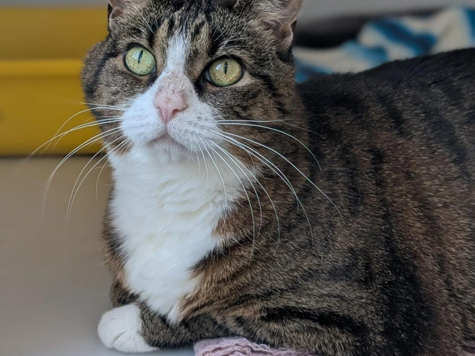 Nala