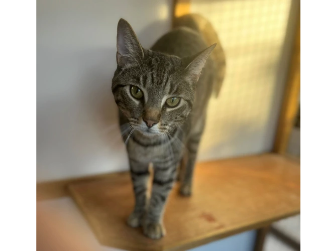 Oscar