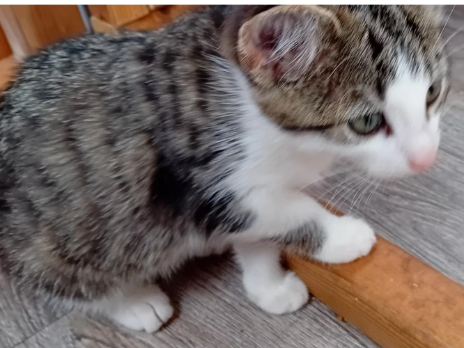 Tilly