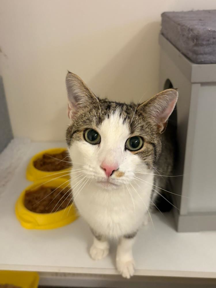 Milo — Domestic Cat