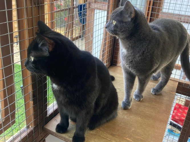 Narla and Jasper