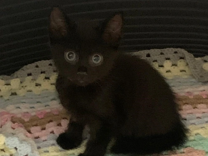 Finn