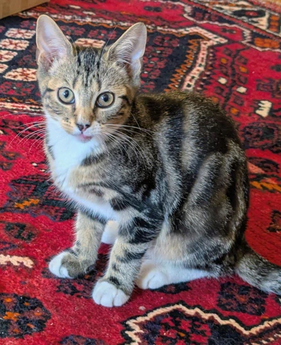 Tilly